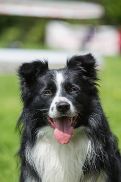 border collie