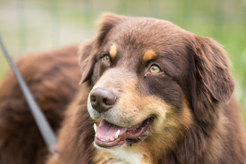Fototapeta premium Border collie