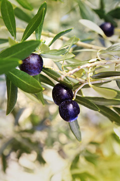 Mature black olives with leaves on the branch of an olive tree before olive harvest