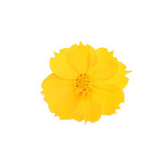 Cosmos Yellow Flowers on white background