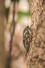 Cicada