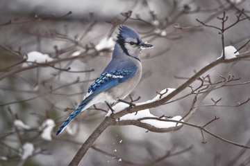 Blue Jay