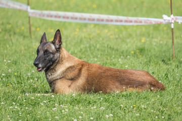 malinois