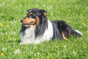 Sheltie
