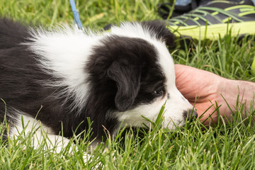 Naklejka premium border collie