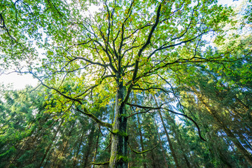 The Tree