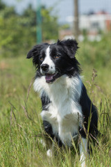 border collie