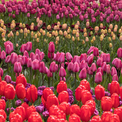 colorful tulips flowers blooming in a garden