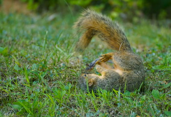 squirrel somersault - 178157180