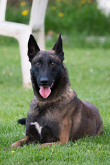 malinois