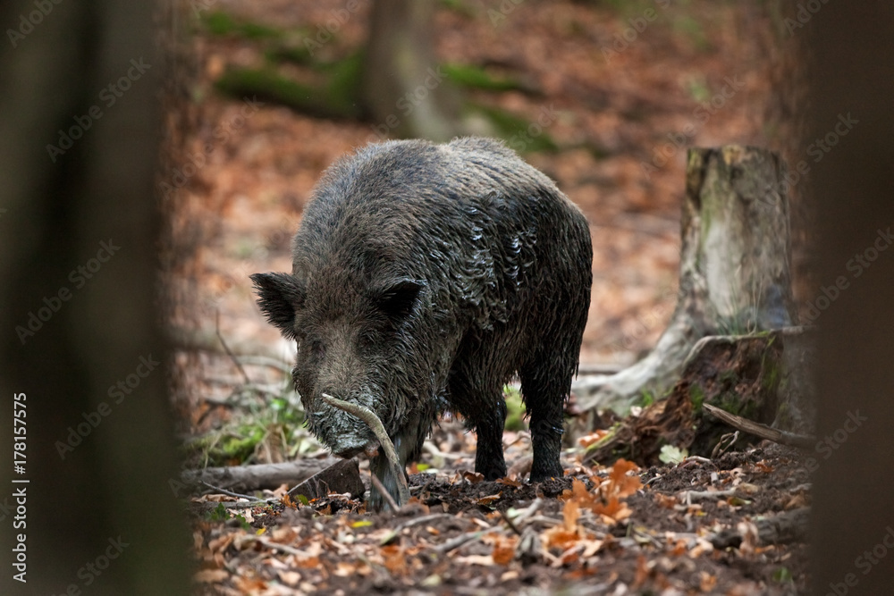 Wall mural wild boar, sus scrofa, czech republic