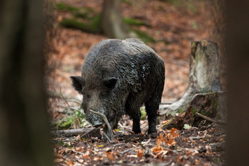 wild boar, sus scrofa, Czech republic