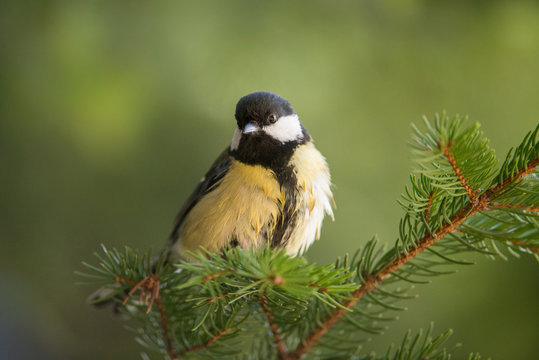 Great tit (lat. Parus major)