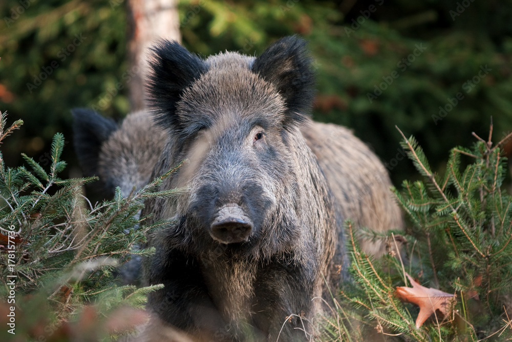 Wall mural wild boar, sus scrofa, czech republic