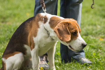 beagle