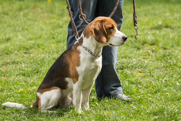 beagle