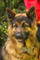 German shepherd