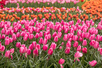 colorful tulips flowers blooming in a garden