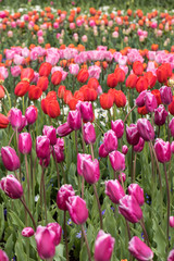 Obraz premium colorful tulips flowers blooming in a garden