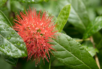 Red flower in dew after rain