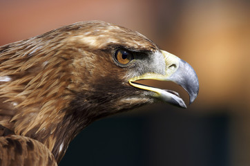 Golden eagle close-up