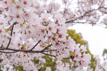 Fototapeta premium 桜