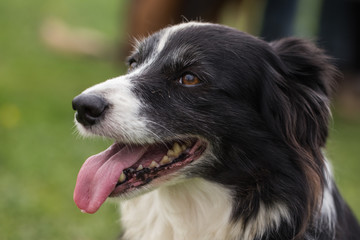 border collie