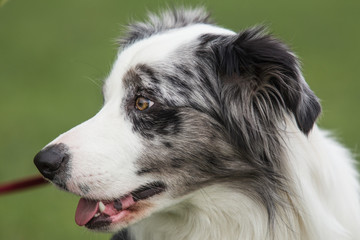 border collie