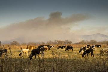 cows and wildfire