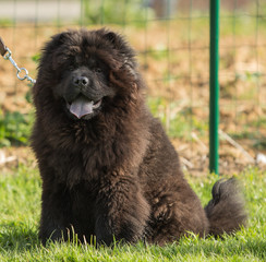 Fototapeta premium chow chow