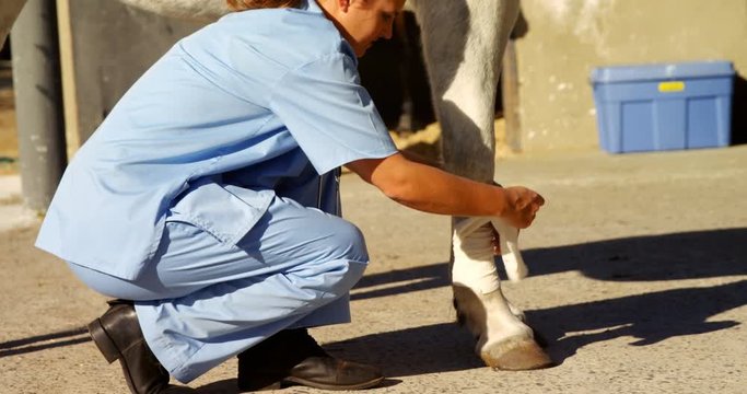 Veterinarian tying bandage on horse leg 