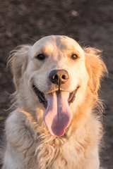 golden retriever