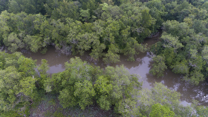 Fototapeta na wymiar Aerial mangrove forest and canal