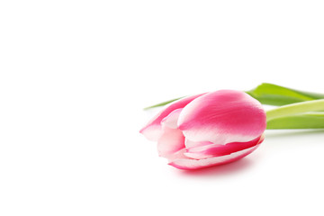 Pink tulip isolated on a white background