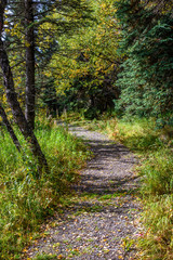 Curved gravel path through fall foliage in the woods
