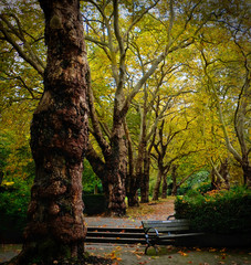 Naklejka premium Stanley park. Vancouver downtown. Bench under autumn trees. British Columbia. Canada