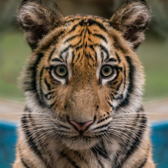 closeup image of bengal tiger's face