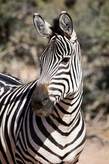 Zebra staring off and alert © feeferlump