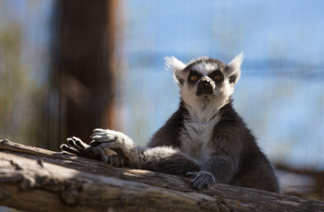 Fototapeta na wymiar Ring tailed lemur sitting in a tree