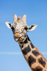 Fototapeta premium Giraffe sticking out it's tongue