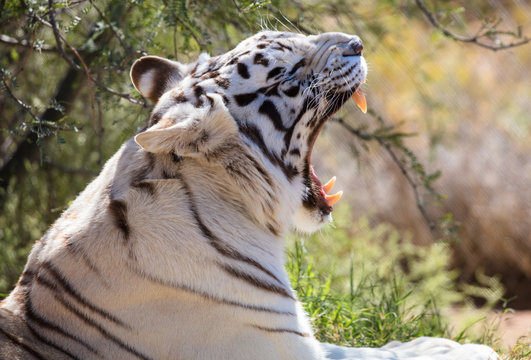 Profile of a white tiger yawning
