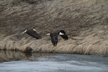 Eagles in Flight