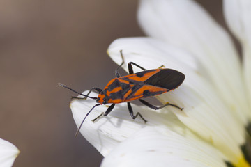 Milkweed Bug