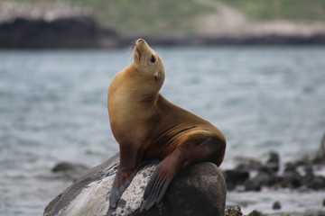 León Marino, Baja California. © Apolinar