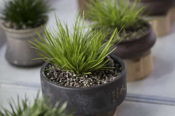 Small potted plants