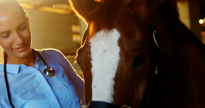 Veterinarian doctor checking a horse 