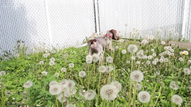 Puppy jump in the grass