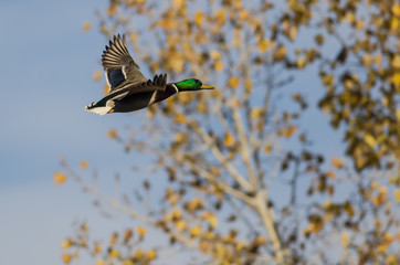 Mallard Duck Flying Past the Autumn Trees