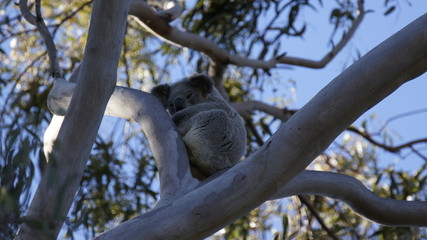 Koala.(Phascolarctos cinereus)