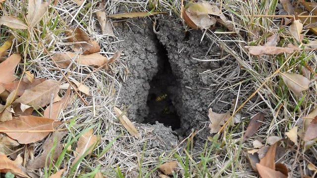 Vespula vulgaris. Wasps fly into their nest. Mink with an aspen nest. Underground wasps